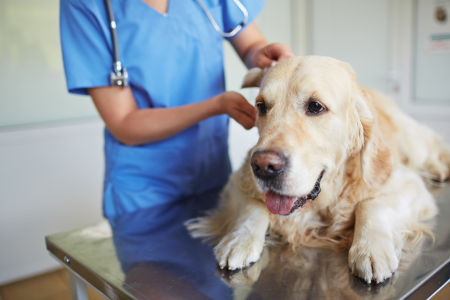Sanitization in veterinary clinics