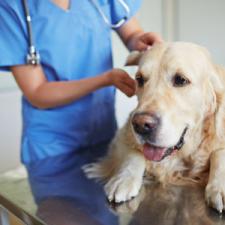 Use of Sanitization in Veterinary Clinics
